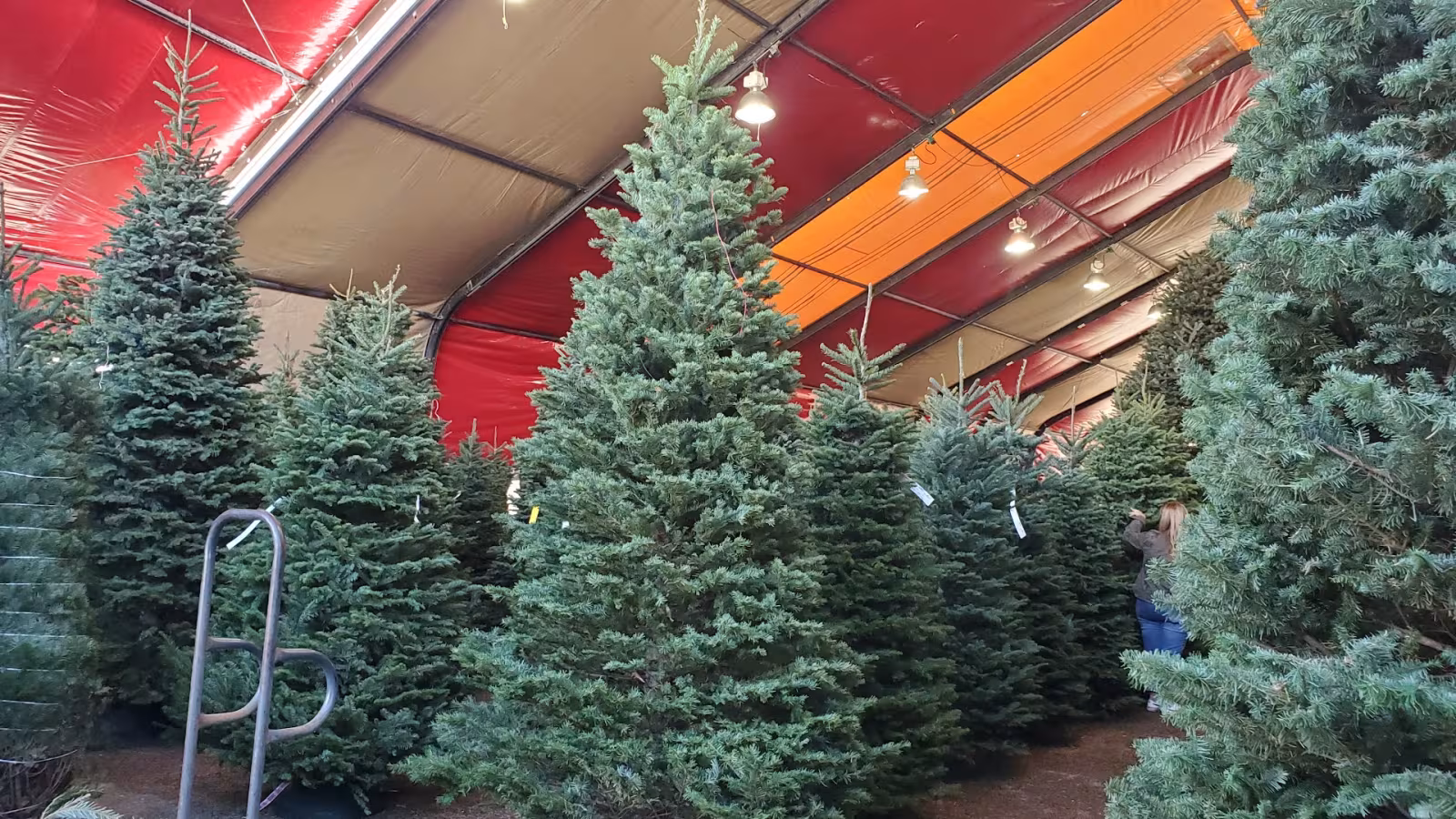 Tree Service Anthony's Christmas Trees Santa Barbara CA replacement-plant