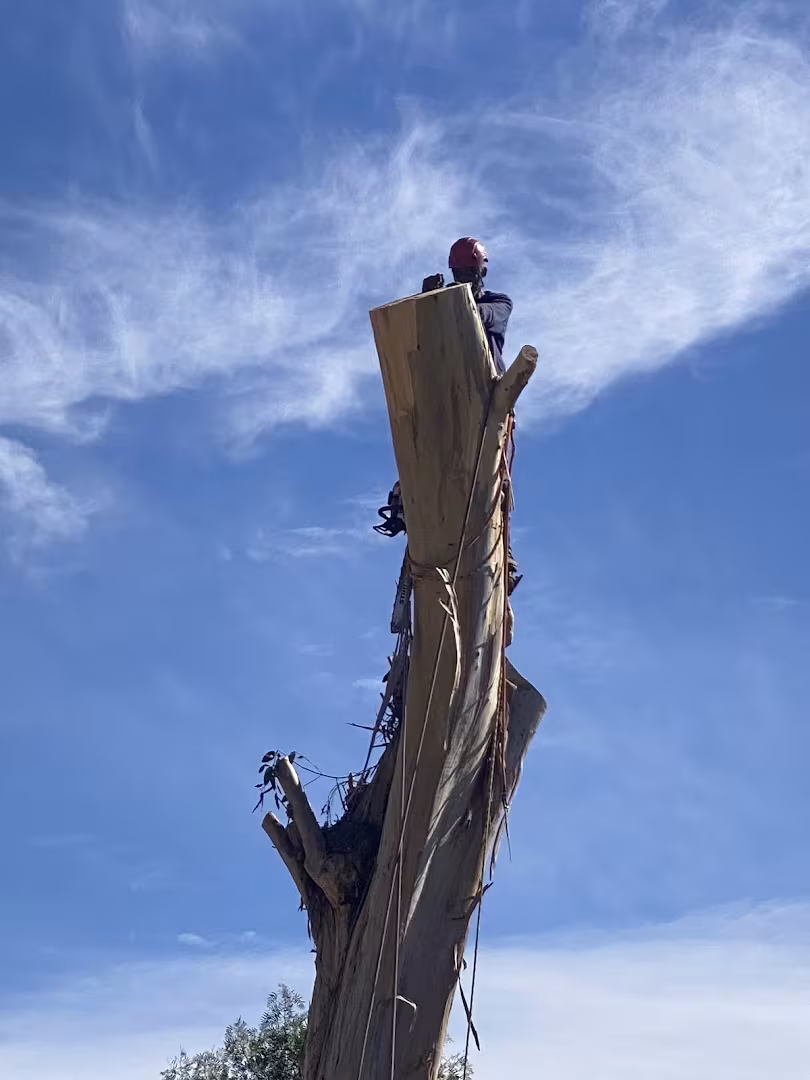 Tree Service Beaver Tree SB. DBA Beaver Arborist CA Santa Barbara sectional