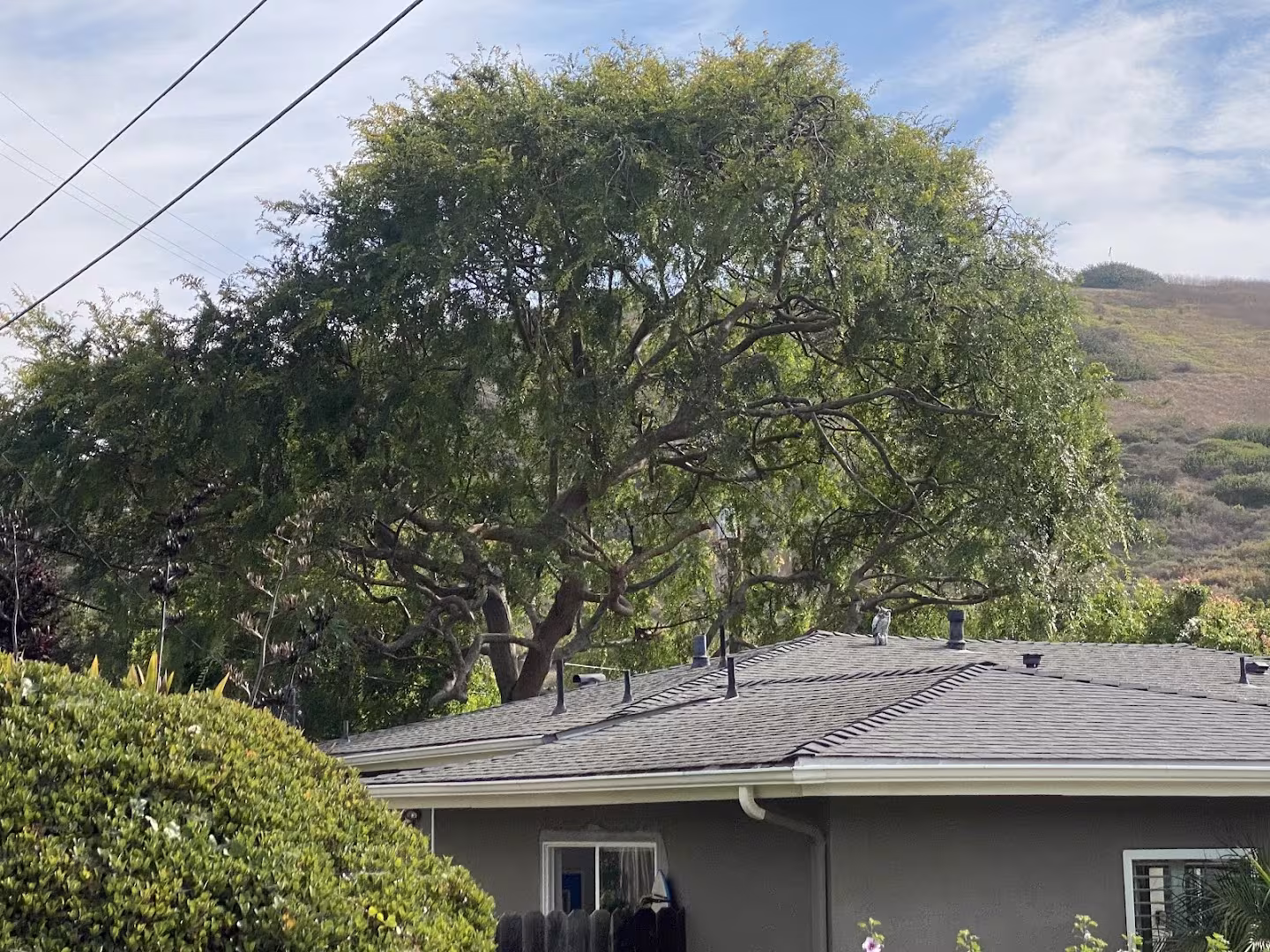 Tree Service Beaver Tree SB. DBA Beaver Arborist CA Santa Barbara stump-grind