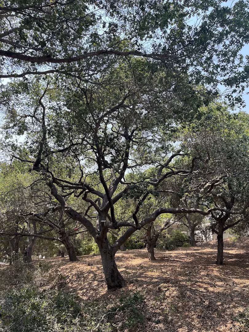 Tree Service Economy Tree Santa Barbara CA final-rake