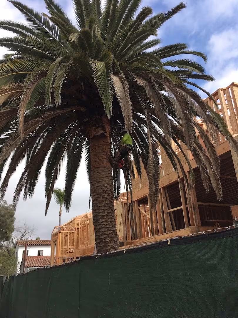 Tree Service Goleta SB Tree Care CA guy-wire