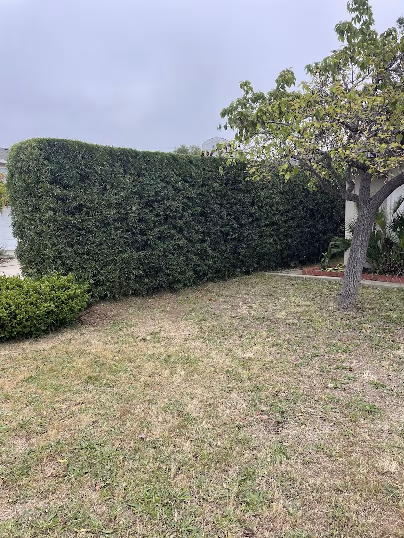 Honey Bee Tree Care Tree Service Santa Barbara CA house-protect