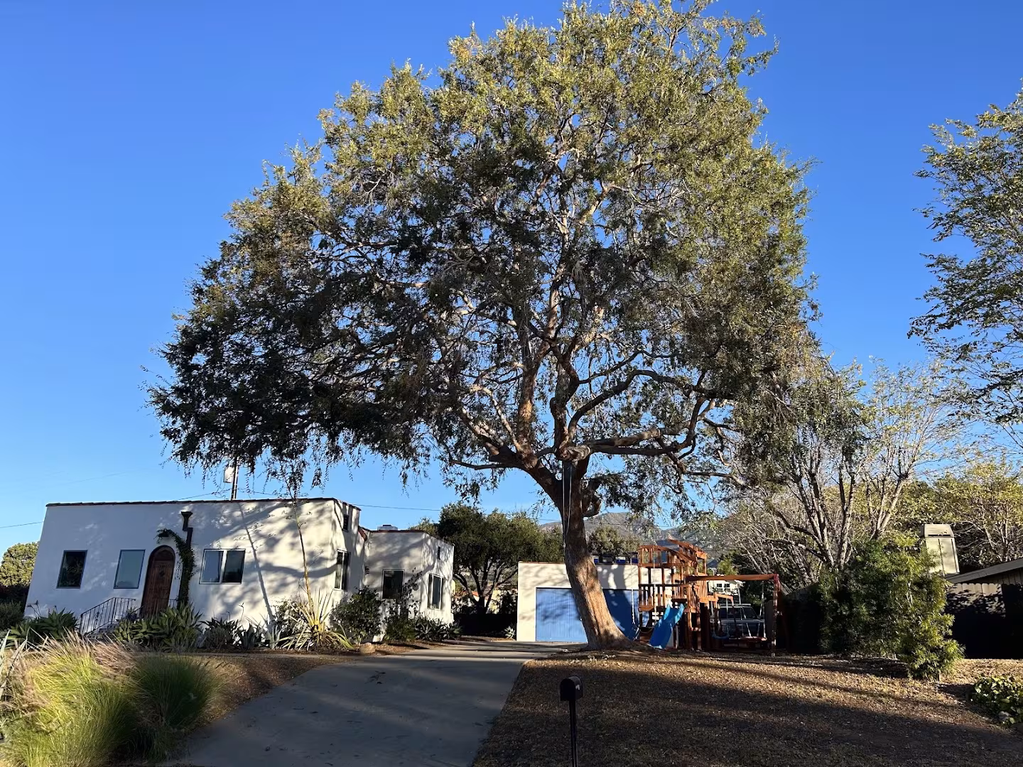 Honey Bee Tree Care Tree Service Santa Barbara CA disposal
