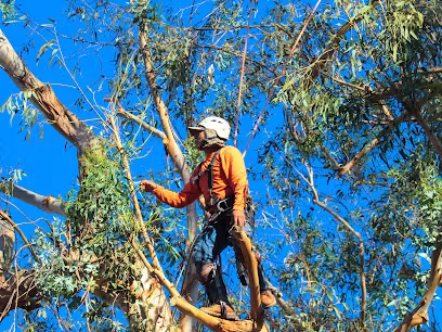 Tree Service MONTECITO TREE CARE Santa Barbara CA final-rake