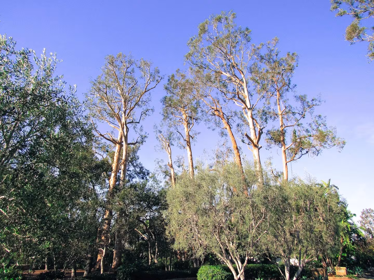 Tree Service MONTECITO TREE CARE Santa Barbara CA lion-tail