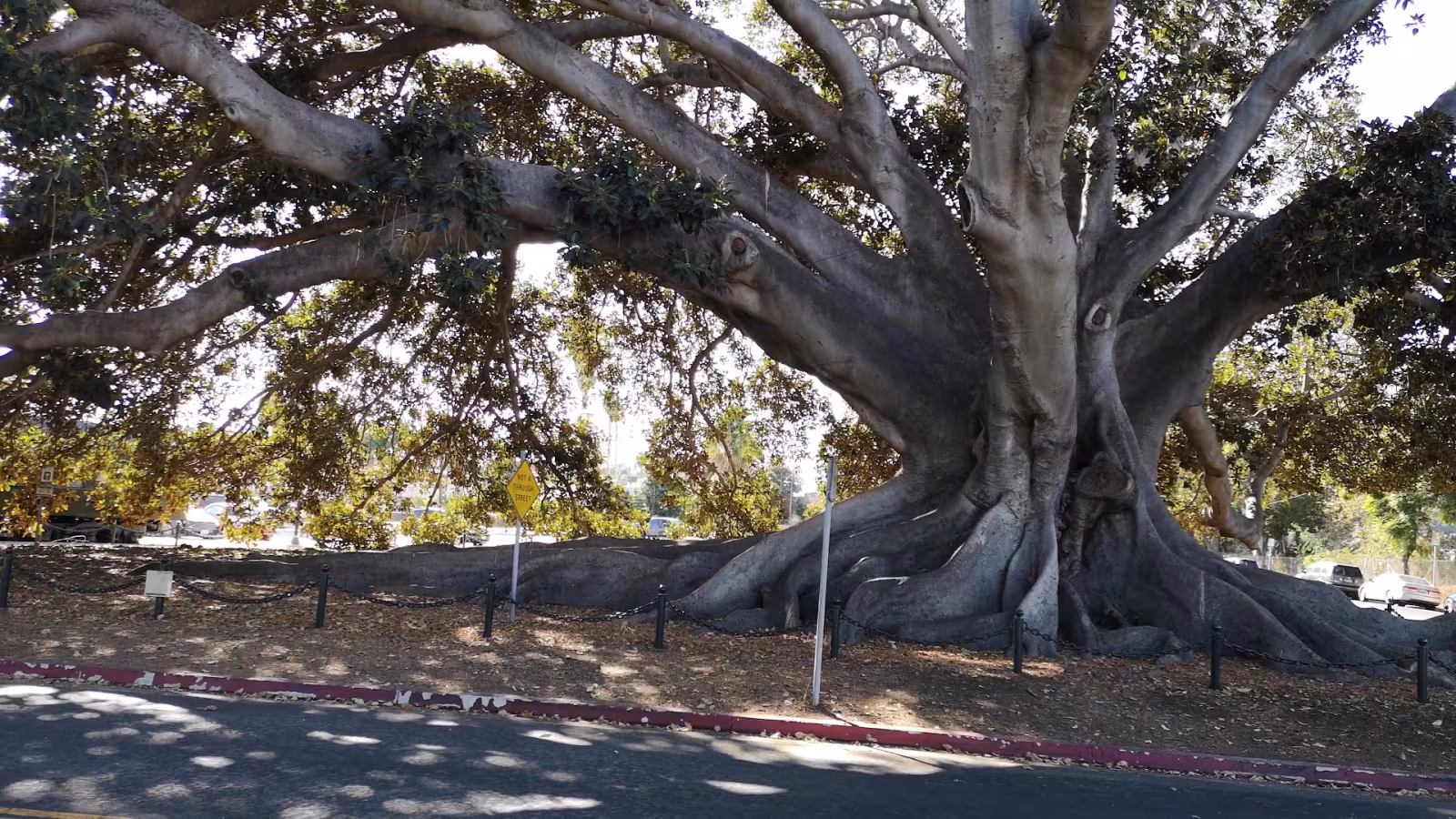 Moreton Bay Fig Tree Tree Service Santa Barbara CA rigging