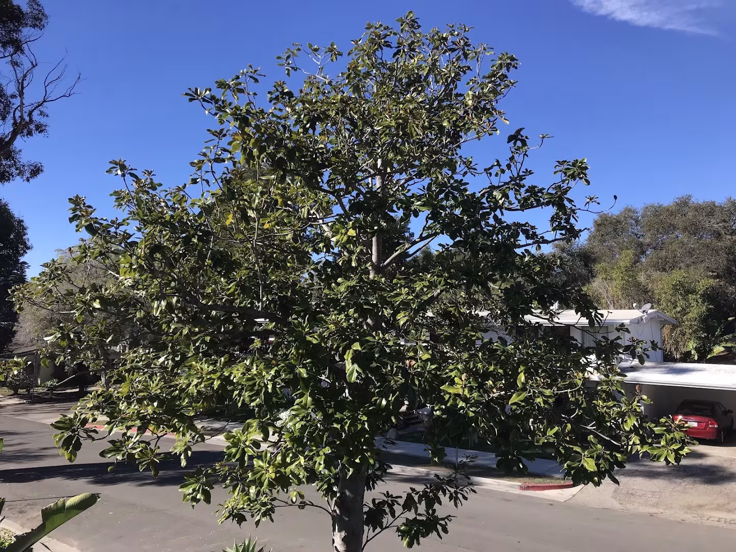 Natures Vision Tree Service Santa Barbara CA lightning-protect