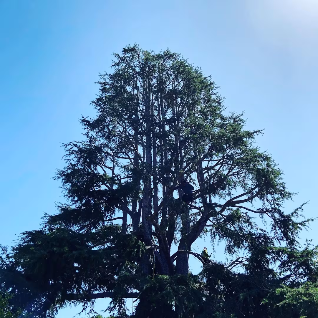 Tree Service Nick's Tree Service CA Santa Barbara palm-skin
