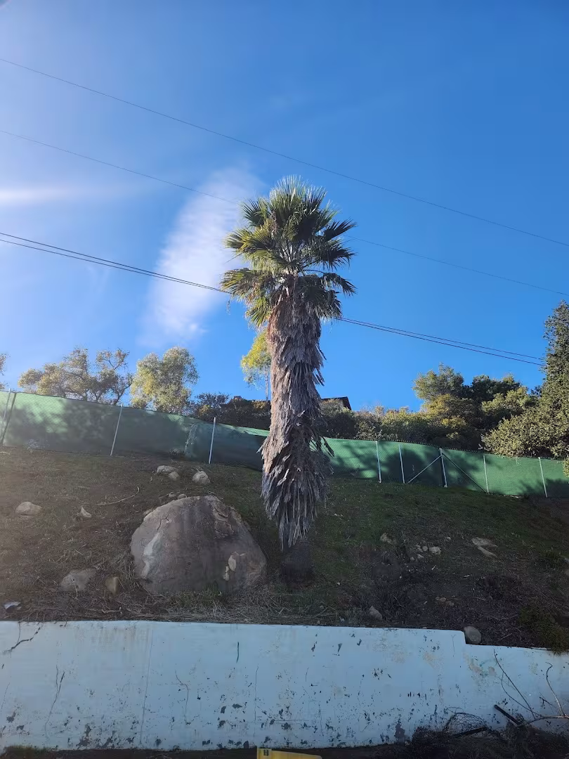 Tree Service San Roque Tree Care CA Santa Barbara oak-care