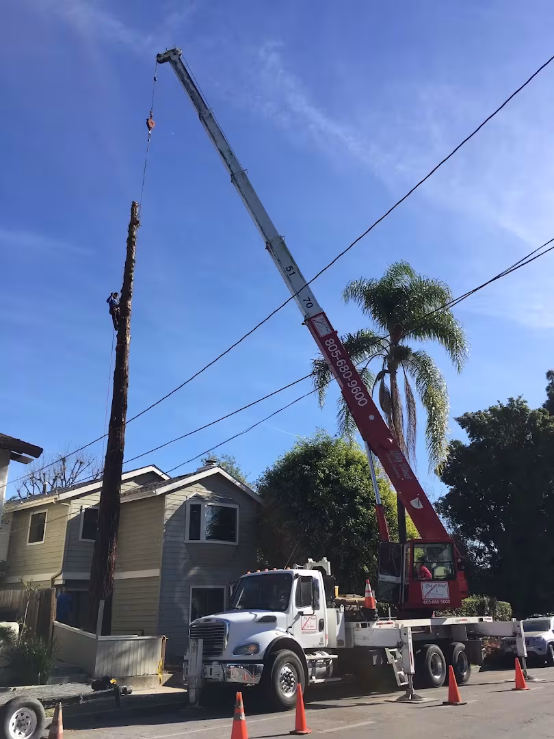 Tree Service Santa Barbara Beaver Tree SB. DBA Beaver Arborist CA hazard-tree