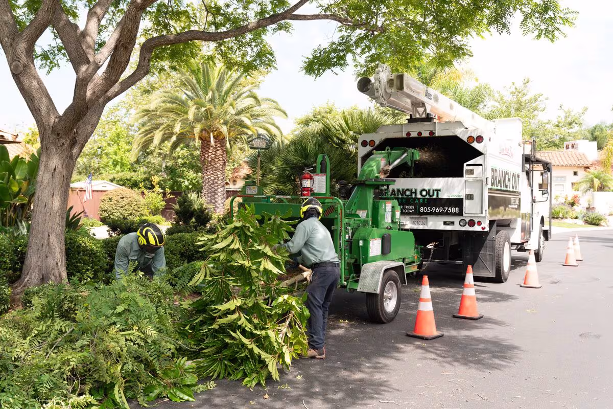 Tree Service Santa Barbara Branch Out Tree Care, Inc. CA failure