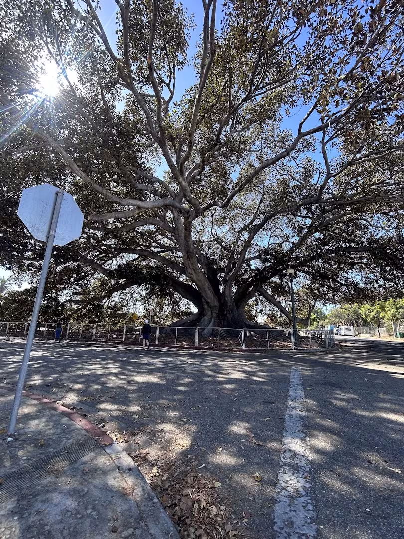 Moreton Bay Fig Tree Tree Service Santa Barbara CA crane-remove