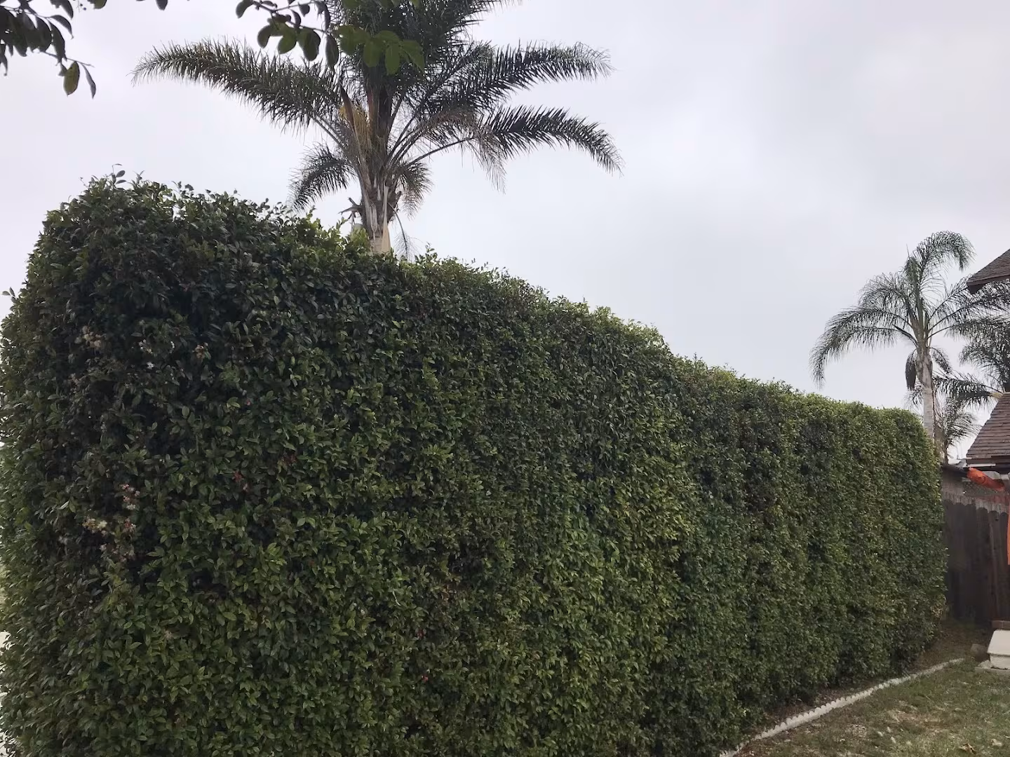 Natures Vision Tree Service Santa Barbara CA stump-remove