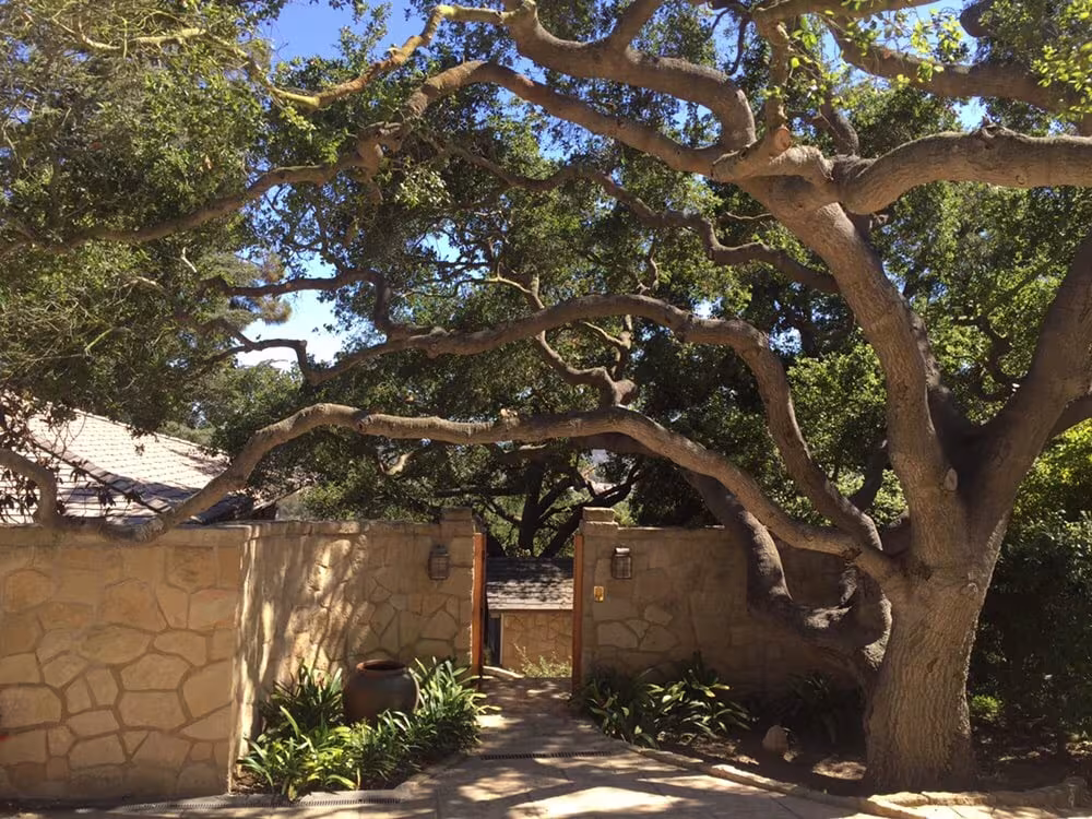 Tree Service Santa Barbara Nick's Tree Service CA hazard-tree