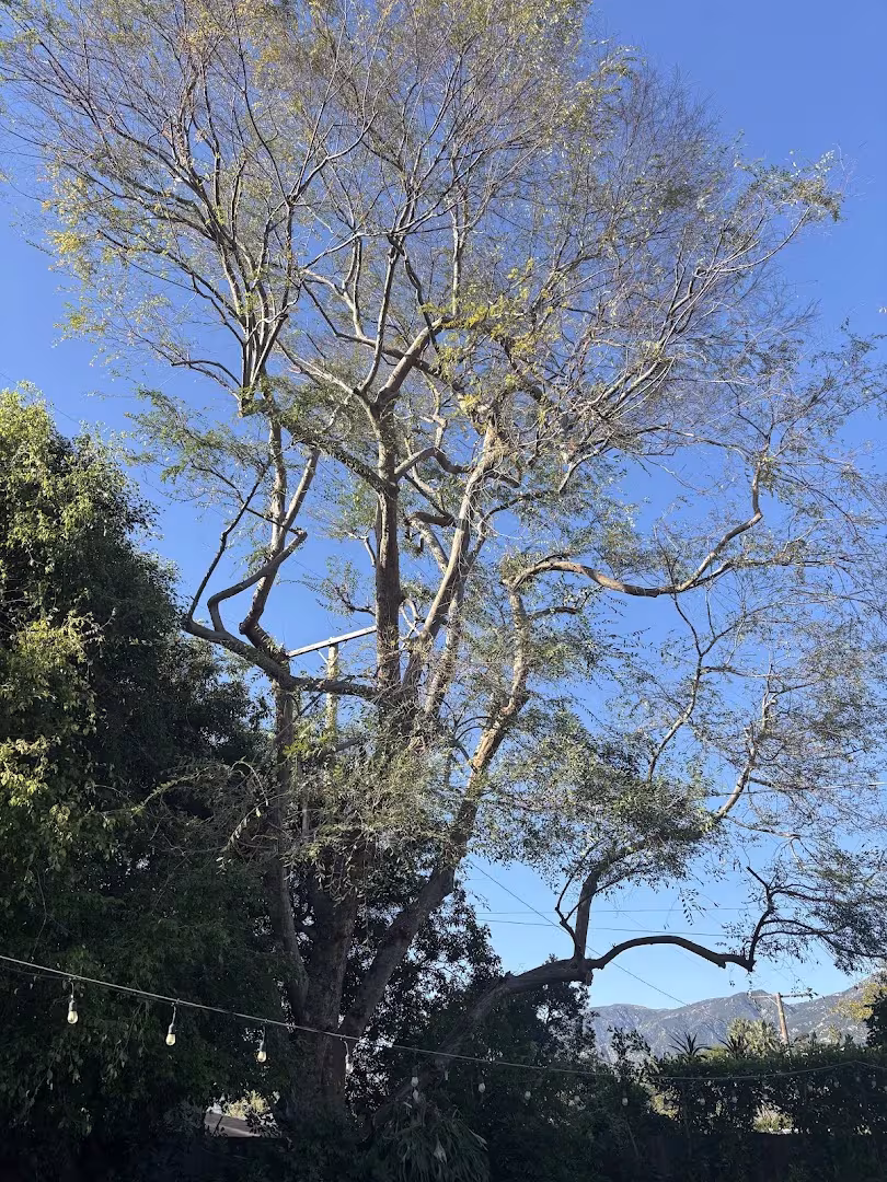 Santa Barbara San Roque Tree Care Tree Service CA mistletoe