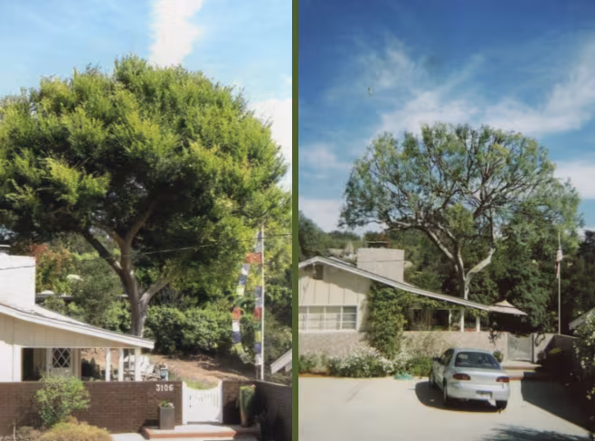 Tree Service TLC Tree Service Santa Barbara CA lightning-protect