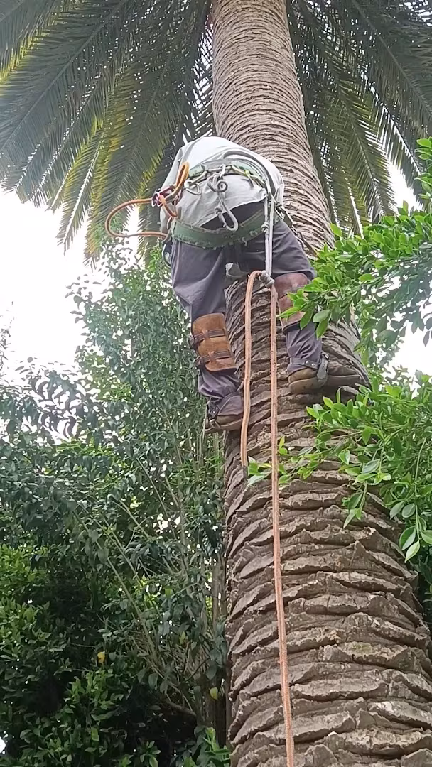 Tree Service Valencia Tree & Landscape CA Santa Barbara roof-clearance