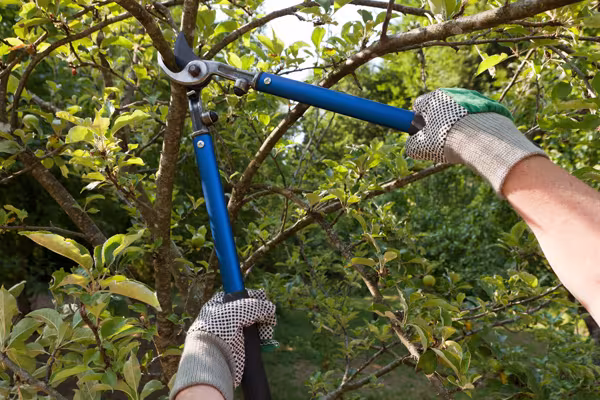 Tree Service SB Tree Care CA Goleta protected