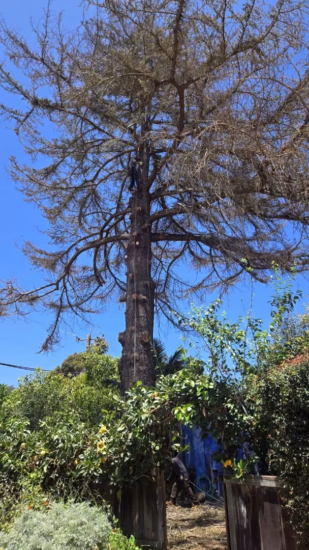Tree Service Segura tree service Santa Bárbara CA chipper