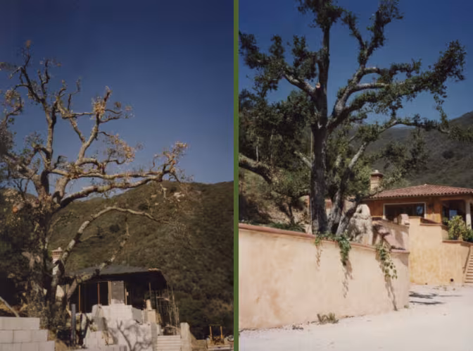 Tree Service TLC Tree Service Santa Barbara CA crane-remove