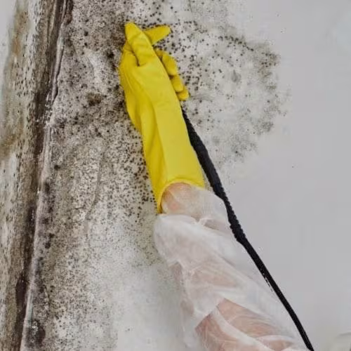 Water Damage Restoration Santa Barbara Bustan Mold Remediation CA psychrometric