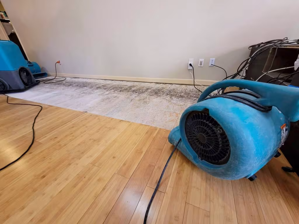 Royal Restoration Pest Control Santa Barbara CA hornet